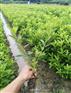 潢川杜鹃基地--潢川毛鹃苗