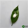 10/50纳米氧化铝 γ相氧化铝粉  涂料 抛光 导热 陶瓷