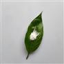 九朋超细白炭黑混凝土专用30nm二氧化硅粉CY-SH30
