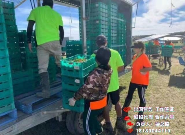 出国打工多工种招聘可考察公司安全可靠劳务输出  澳大利亚新西兰