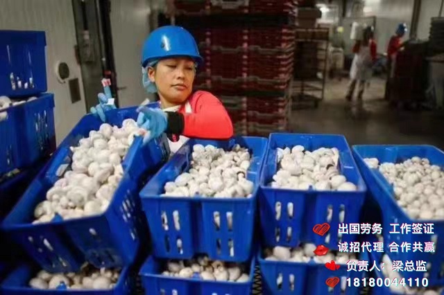 境外劳务四川出国打工诚招生产包装工检验员等月薪2.8  劳务出国  出国劳务梁总