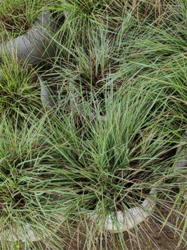 观赏草-须芒草小苗种植基地在北京大兴  北京须芒草基地  须芒草营养杯苗  须芒草杯苗