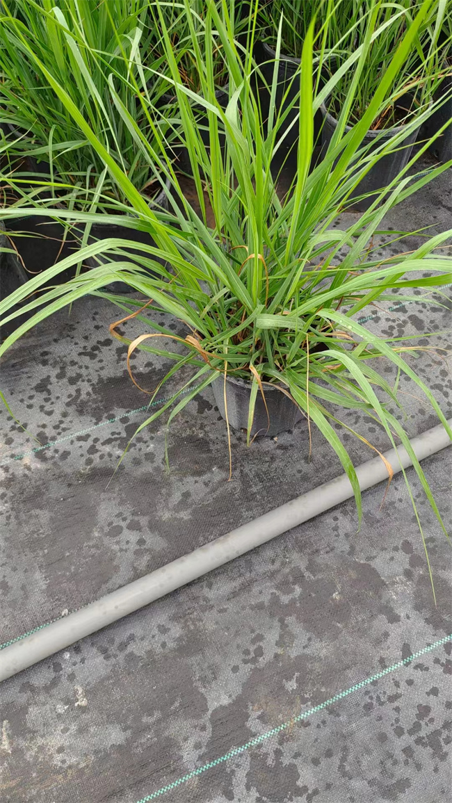 重金属柳枝稷种植基地-大兴重金属柳枝稷批发商  重金属柳枝稷厂家  重金属柳枝稷价格  重金属柳枝稷盆栽苗