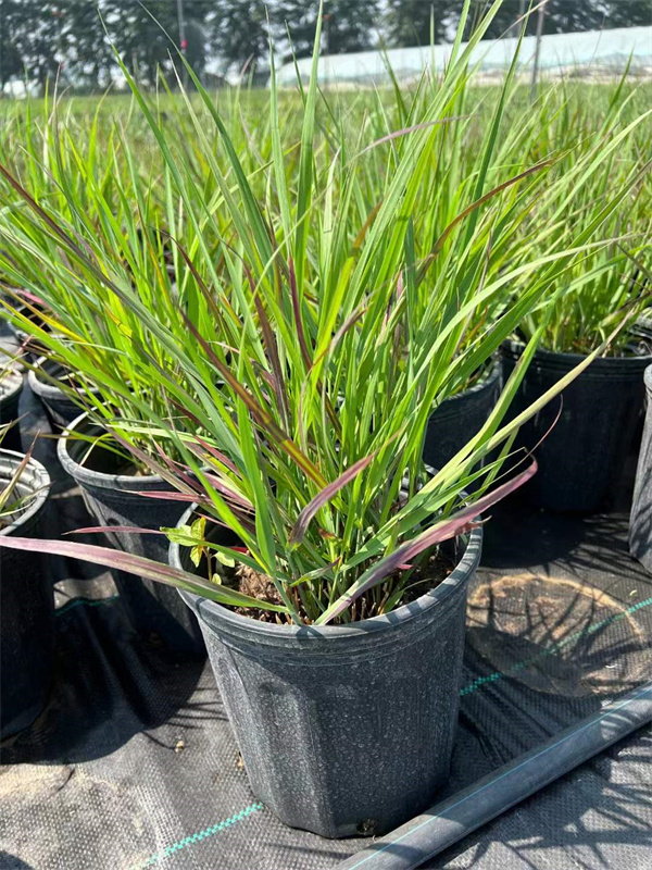 北京火焰柳枝稷营养杯苗种植厂家介绍  火焰柳枝稷杯苗  火焰柳枝稷种植基地