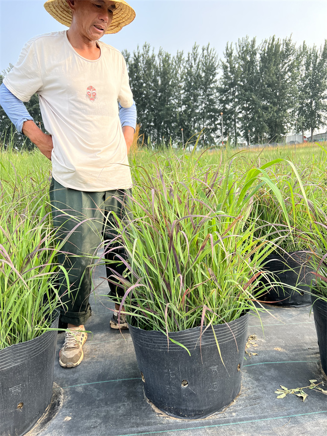 北京火焰柳枝稷营养杯苗种植厂家介绍  火焰柳枝稷杯苗  火焰柳枝稷种植基地