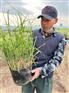北京斑叶芒杯苗基地大量批发，斑叶芒供应厂家