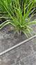 重金属柳枝稷种植基地-大兴重金属柳枝稷批发商