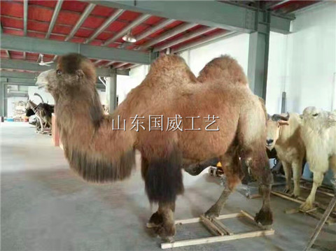 生态仿真骆驼标本模型  生态骆驼模型