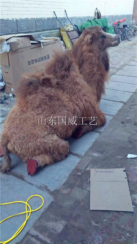 生态仿真骆驼标本模型  生态骆驼模型