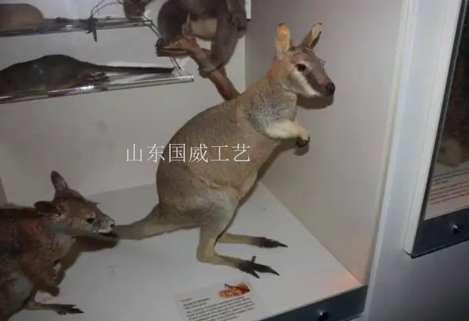 仿真袋鼠手工标本展览电动仿真袋鼠模型  仿真袋鼠标本