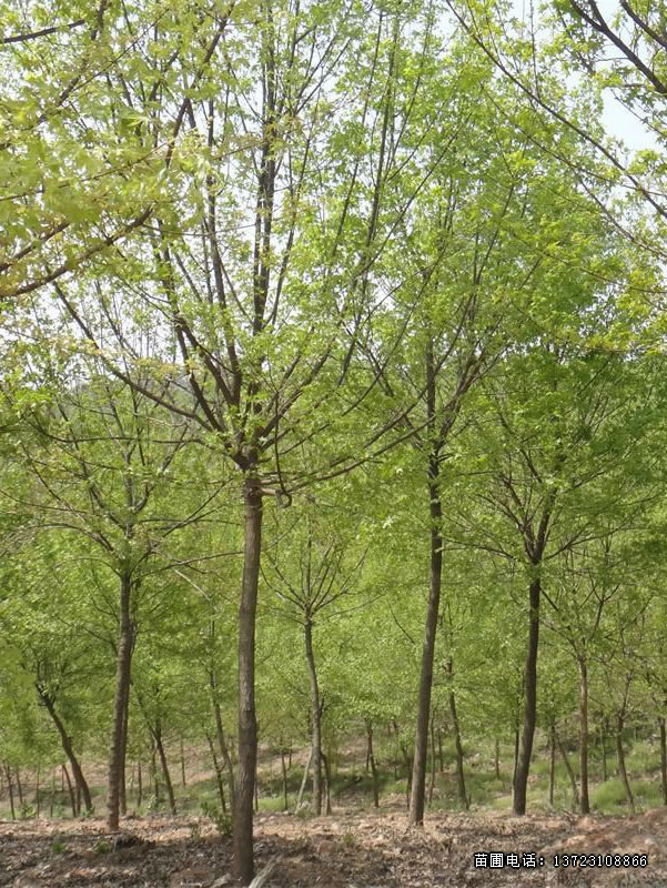 河南乌桕--潢川乌桕基地  从生乌桕