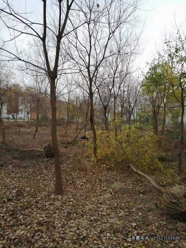 河南乌桕--潢川乌桕基地  从生乌桕