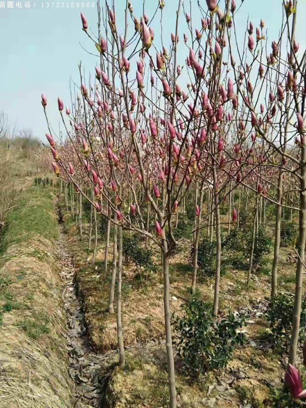 河南红玉兰--潢川红玉兰基地