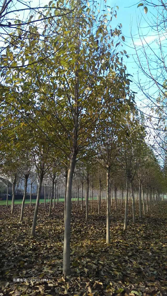 河南红玉兰--潢川红玉兰基地