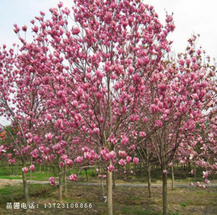 河南红玉兰--潢川红玉兰基地