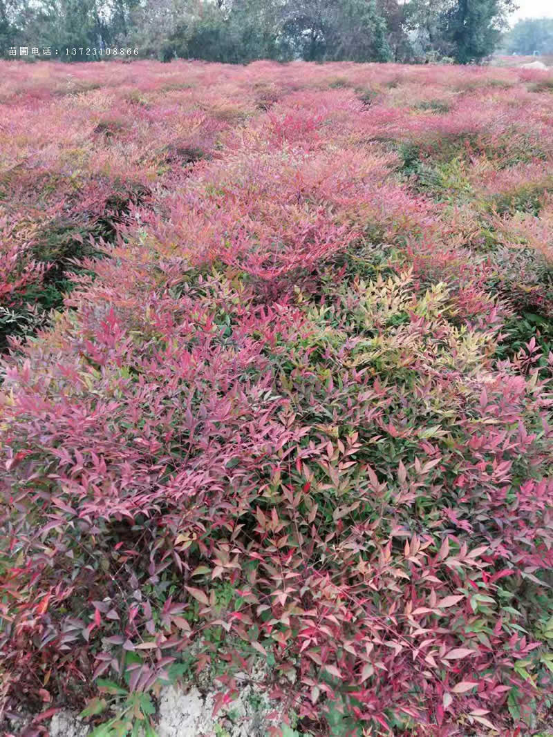 河南南天竹--兰天竹基地  潢川兰天竹  南天竹基地