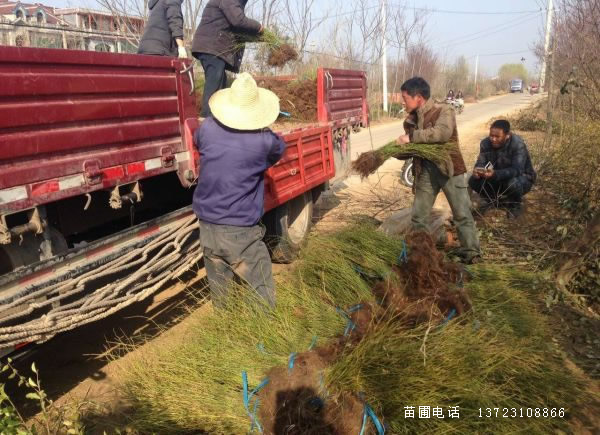 河南棣棠基地--重瓣棣棠苗圃  潢川棣棠基地