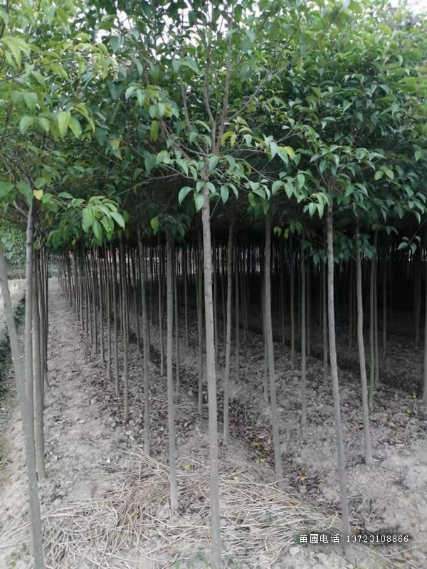 河南大叶女贞--潢川大叶女贞基地