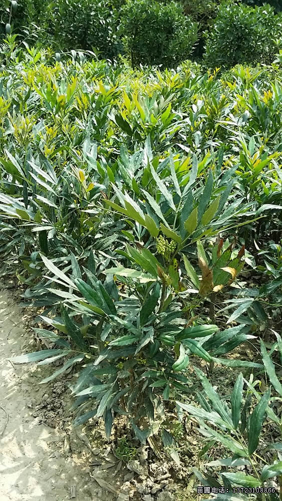 河南十大功劳苗--十大功劳基地  潢川十大功劳