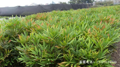 河南十大功劳苗--十大功劳基地  潢川十大功劳