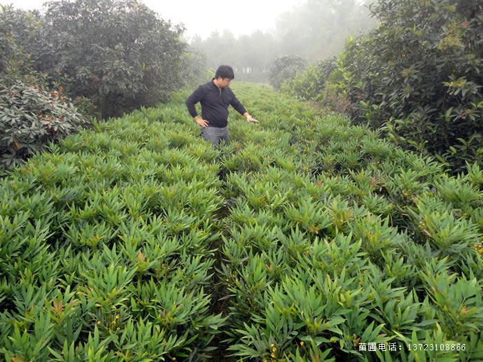 河南十大功劳苗--十大功劳基地  潢川十大功劳