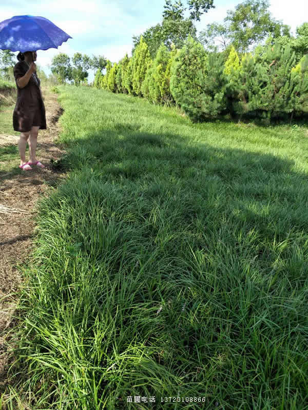 潢川麦冬基地--河南麦冬基地  潢川麦冬价格