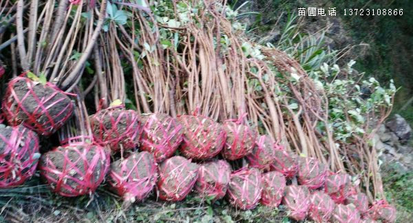 河南结香球--潢川结香球  结香球基地