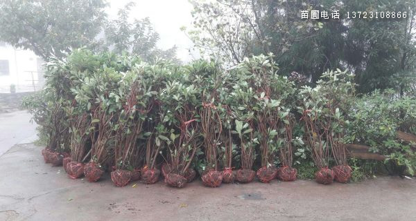 河南结香球--潢川结香球  结香球基地