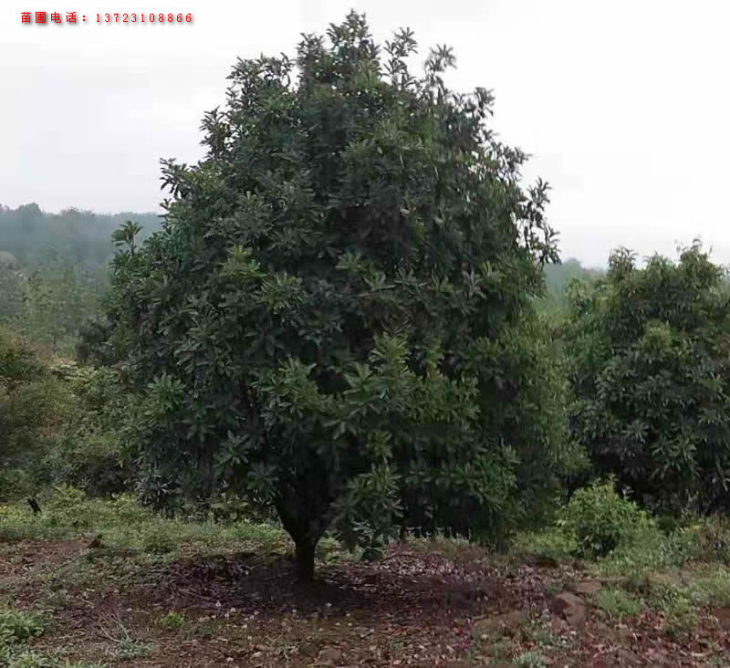 河南中华石楠基地--中华石楠  潢川中华石楠