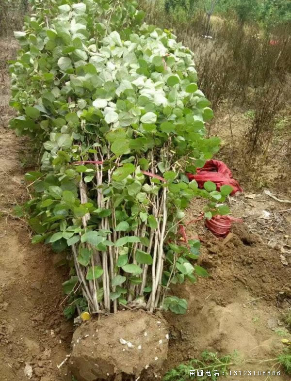 河南紫荆基地--丛生紫荆  潢川紫荆