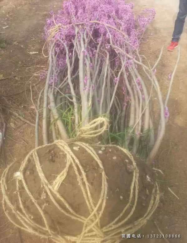 河南紫荆基地--丛生紫荆  潢川紫荆
