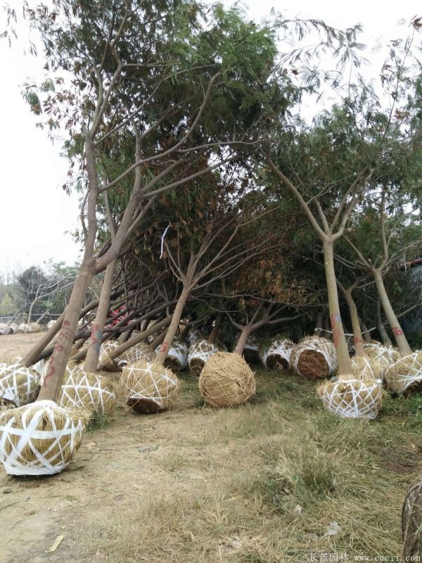 河南合欢基地/潢川合欢苗圃