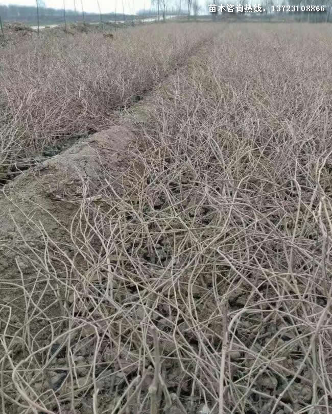 河南爬山虎基地--潢川爬山虎基地
