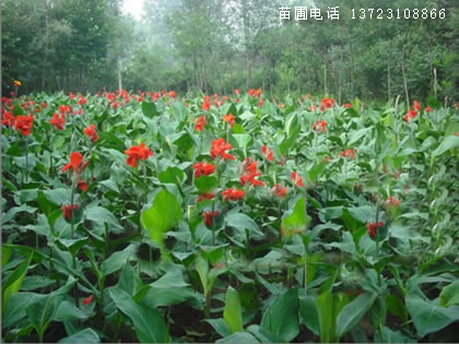 河南美人蕉苗圃基地  潢川美人蕉  美人蕉基地