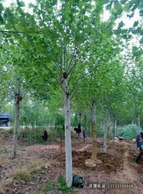 河南法桐基地--潢川法桐  河南悬铃木