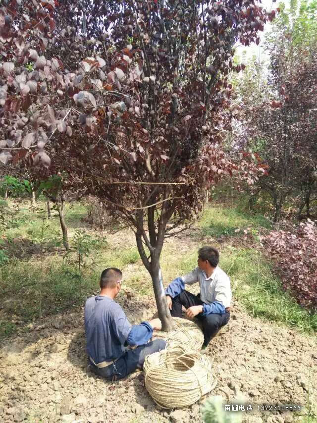 潢川红叶李基地--河南红叶李  潢川紫叶李