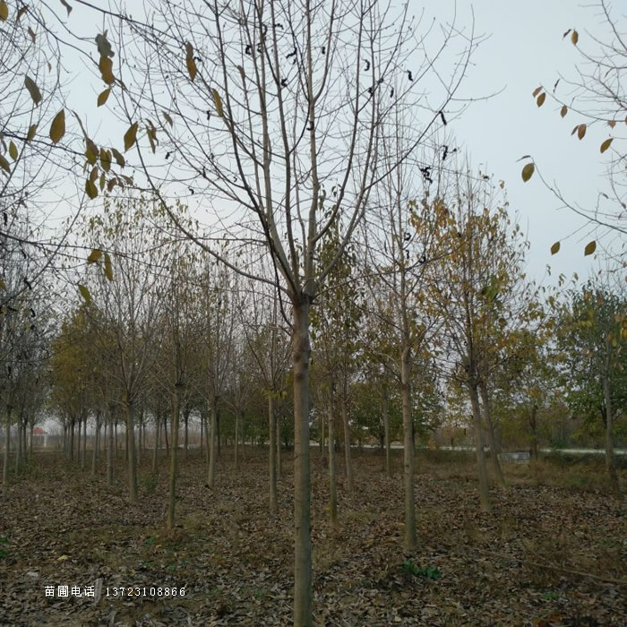 河南广玉兰--白玉兰基地  潢川广玉兰