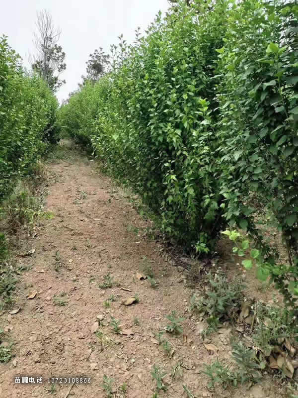 河南木槿基地--潢川木槿苗圃