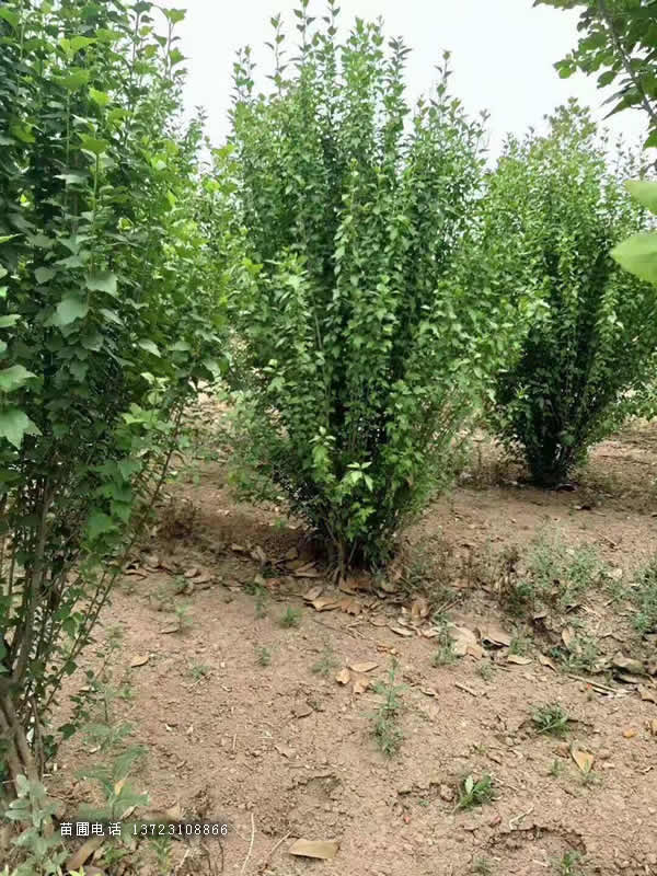 河南独干木槿--丛生木槿基地  潢川丛生木槿