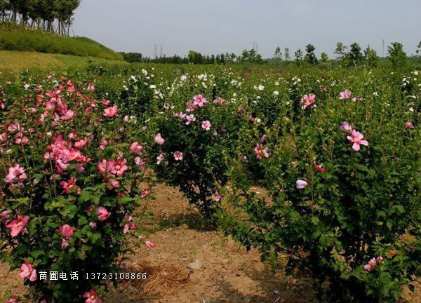 河南独干木槿--丛生木槿基地  潢川丛生木槿