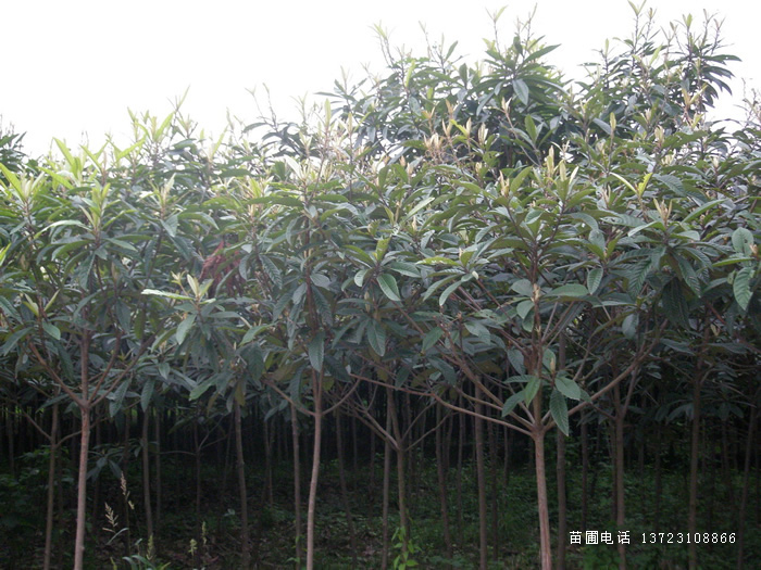 潢川批杷--河南枇杷基地  潢川枇杷
