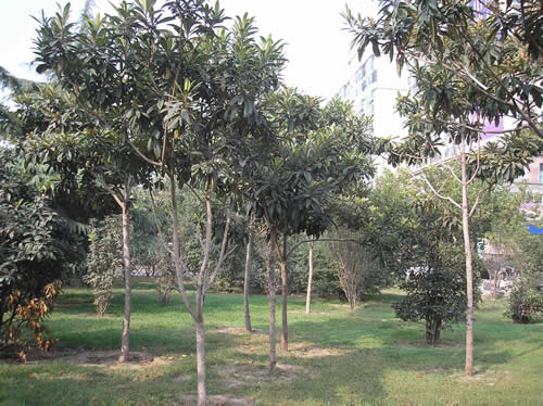 潢川批杷--河南枇杷基地  潢川枇杷