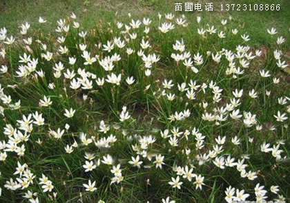 潢川葱兰基地--河南葱兰苗