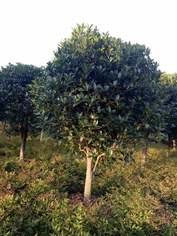 潢川金桂苗基地--丛生桂花基地  河南桂花
