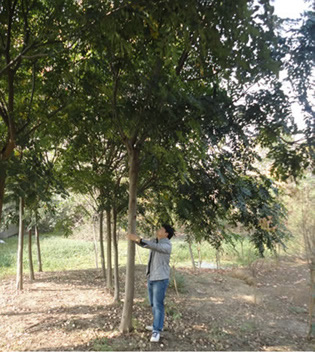 河南栾树基地--潢川栾树