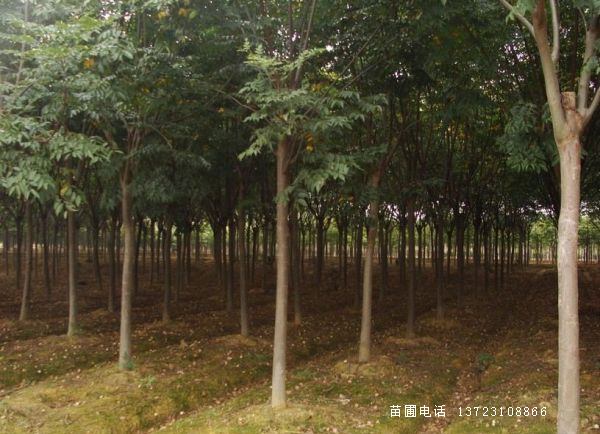 河南栾树基地--潢川栾树