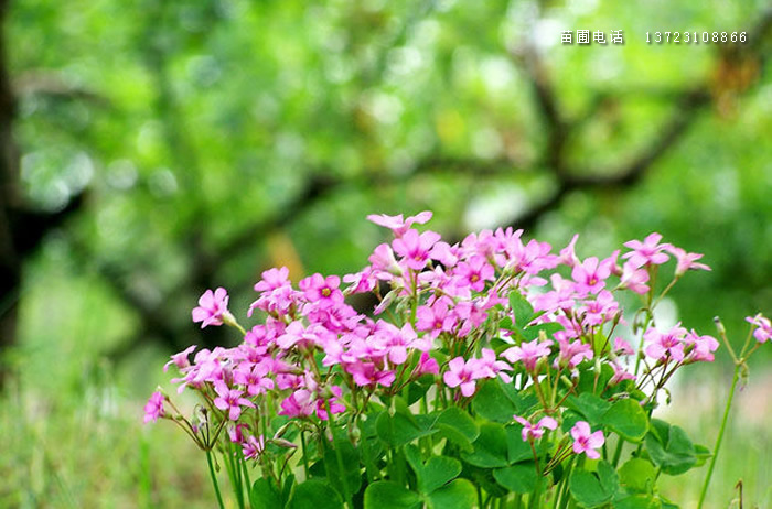 河南潢川红花酢浆草基地  河南红花酢浆草