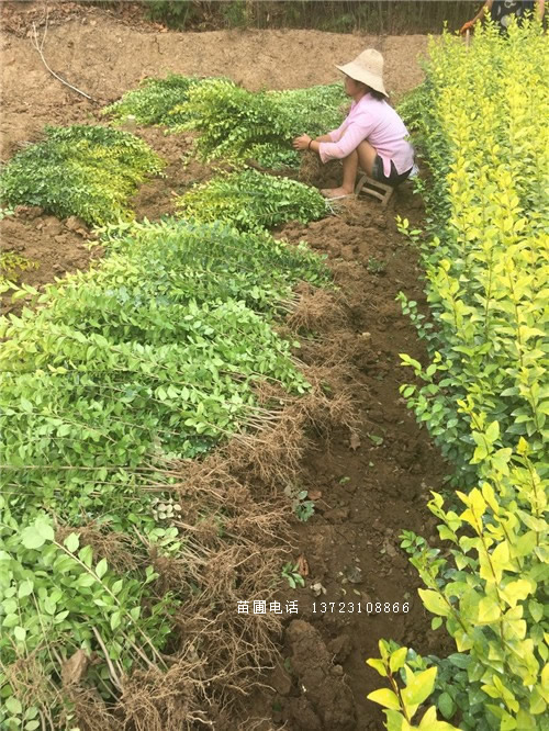 河南金叶女贞球--潢川金叶女贞苗  金叶女贞基地