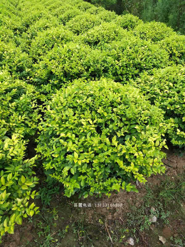 河南金叶女贞球--潢川金叶女贞苗  金叶女贞基地
