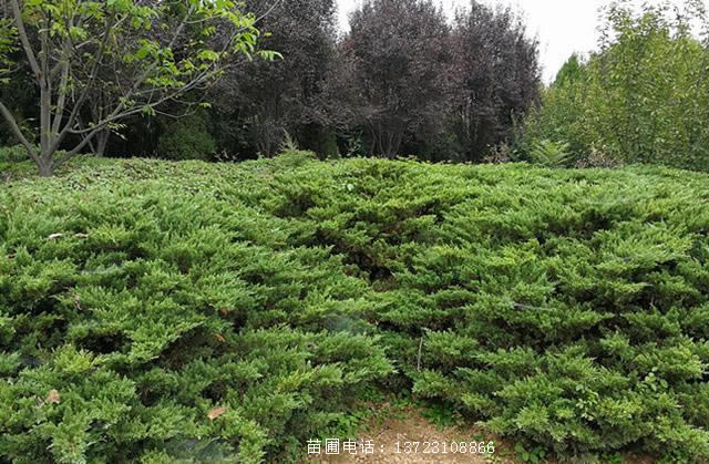 潢川铺柏苗高40-50公分  潢川铺地柏  铺地柏高40公分  河南铺地柏